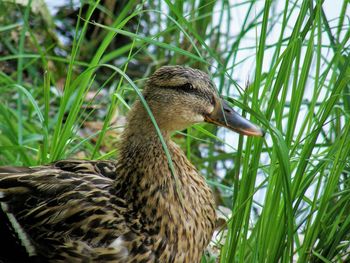 Close-up of a duck on field