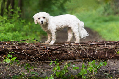 Portrait of dog standing on fallen tree