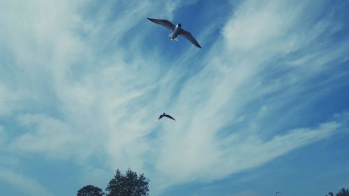 Low angle view of seagulls flying against sky