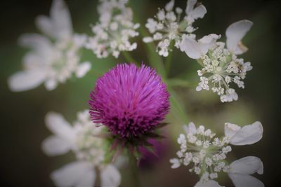 Close-up of pink flowering plant