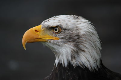 Close-up of eagle looking away outdoors