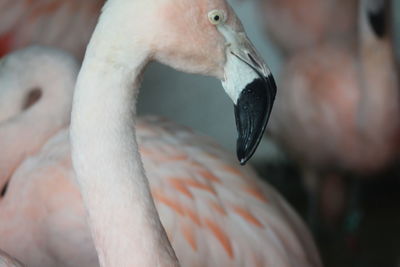 Close-up of bird