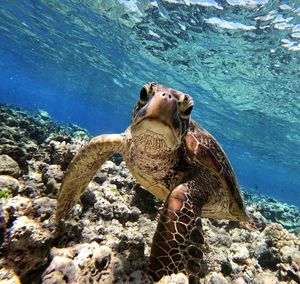 Turtle swimming in sea