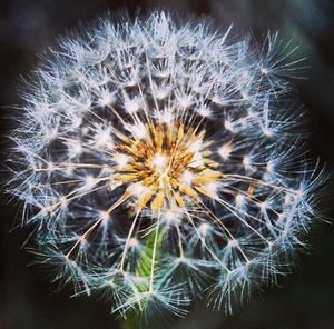 Close-up of dandelion flower