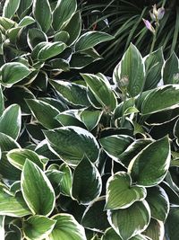 Full frame shot of green leaves