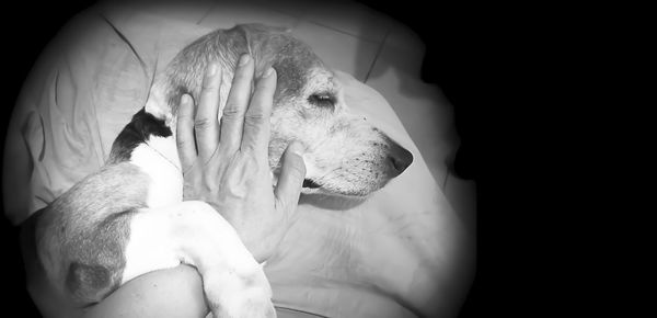 Close-up of hand holding dog