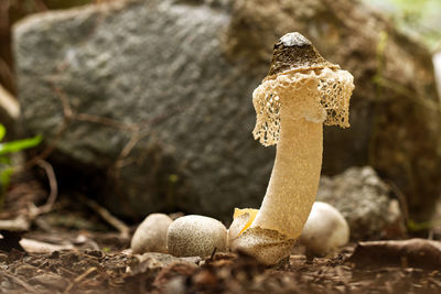Close-up of mushroom growing on rock