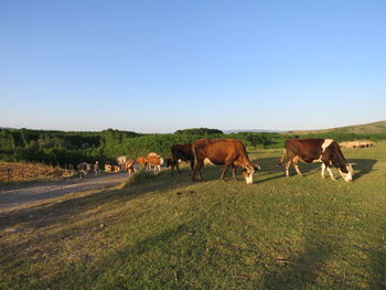 Horses on a field