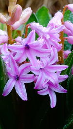 Close-up of wet purple flowers
