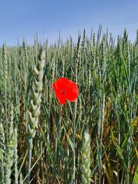 Close-up of poppy growing on field