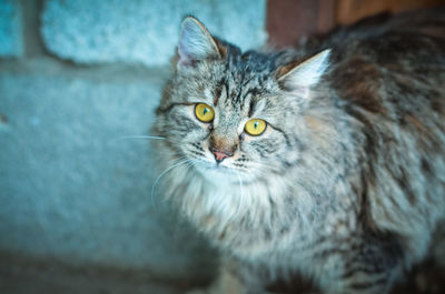 Portrait of cat relaxing at home