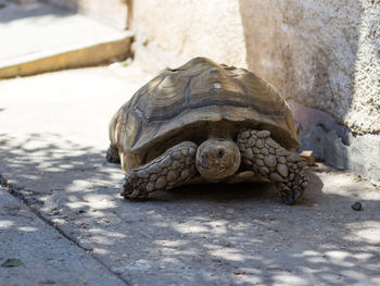 Close-up of turtle on rock