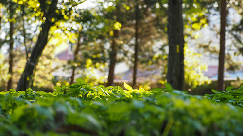 Close-up of fresh green leaves in forest