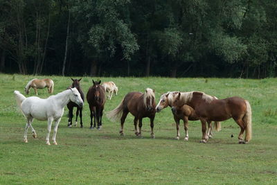 Horses in a field