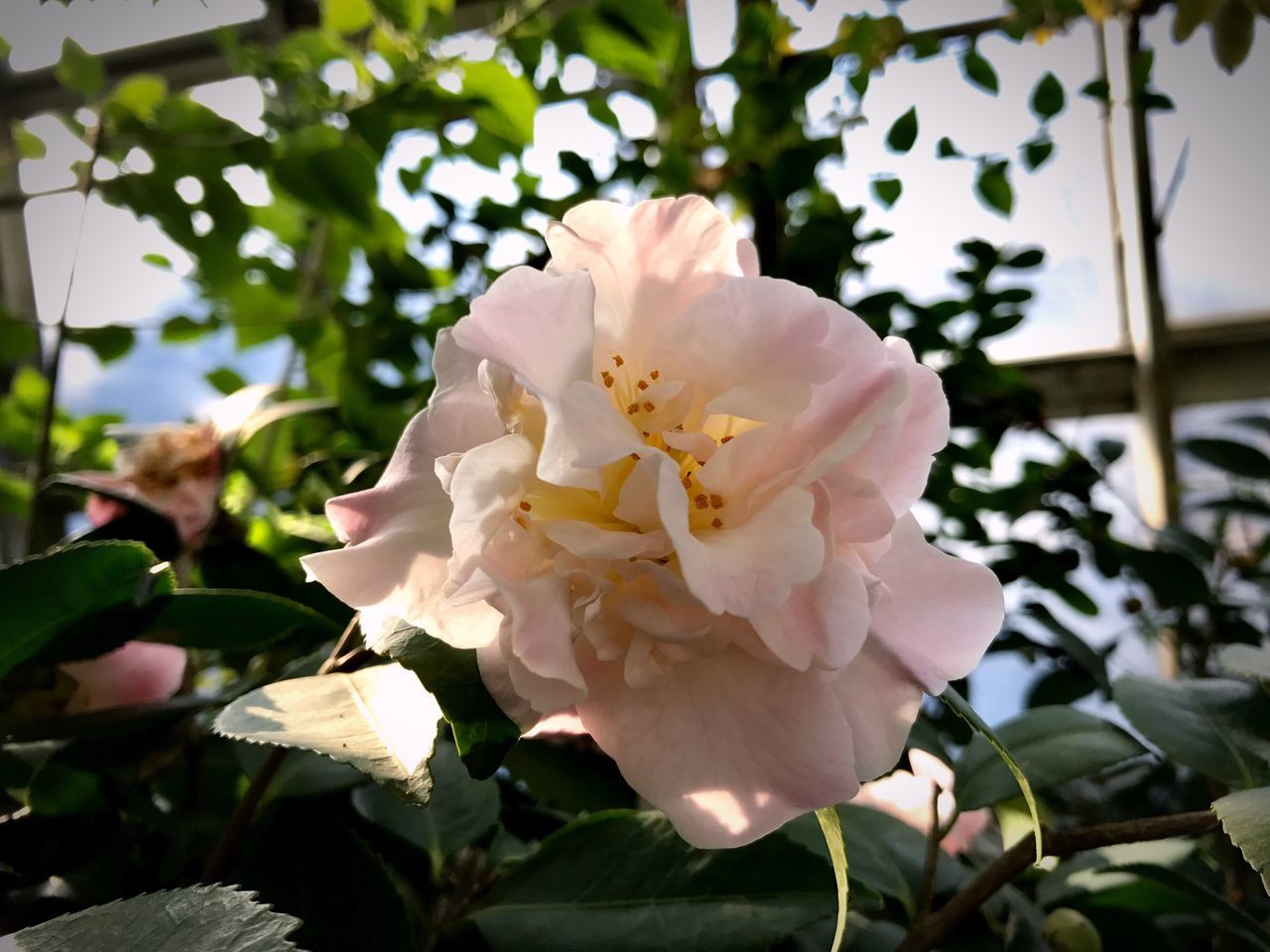 CLOSE-UP OF WHITE FLOWERS BLOOMING IN PARK