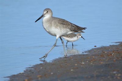 Seagull perching on a beach