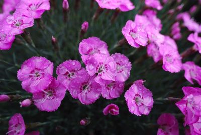 Close-up of pink flowers blooming outdoors