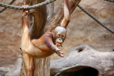 Monkey on tree branch in zoo