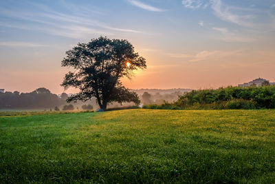 Tree on field against sky during sunset