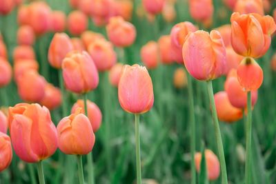 Close-up of tulips in bloom