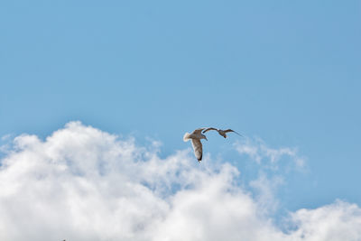 Low angle view of seagull flying against sky