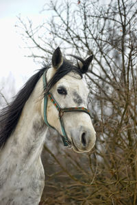 Horse in a field