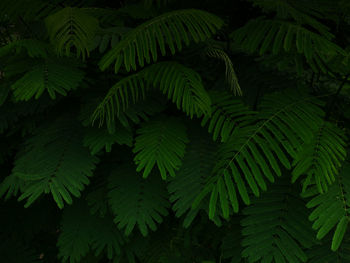 High angle view of leaves on tree