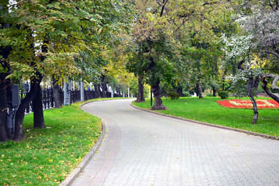 Road amidst trees