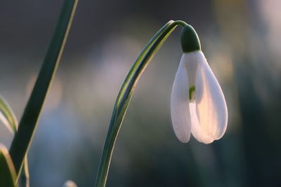 Close-up of white flowering plant