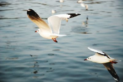 Close-up of seagull flying over lake