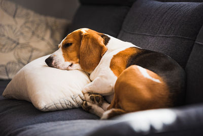 Funny beagle dog tired sleeps on pillow on couch. pet on furniture concept. canine natural light 