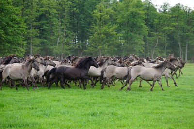 View of horses running on grass against clear sky