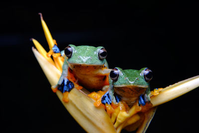 Close-up portrait of frog