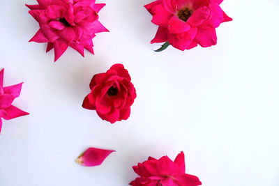 Close-up of pink roses against white background