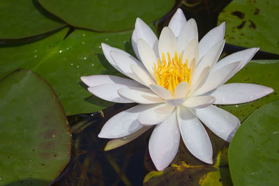 Close-up of lotus water lily in pond