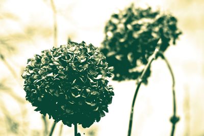 Close-up of plant against blurred background