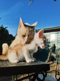 Cat sleeping on seat against clear sky