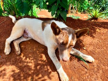 High angle view of dog resting on land