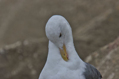 Close-up of swan