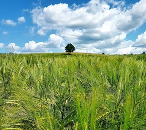 Scenic view of agricultural field against sky