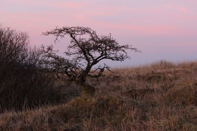 Bare trees on field against sky