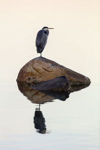 Bird perching on rock