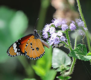 Close-up of butterfly pollinating on purple flower