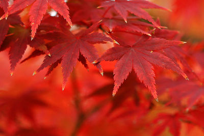 Close-up of maple leaves