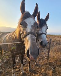 Horses in the field