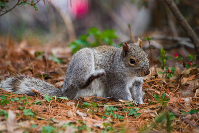 Squirrel on field