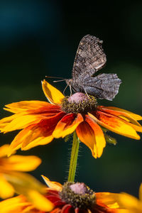 Close-up of butterfly pollinating on flower