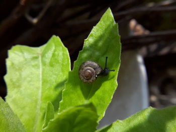 Close-up of insect on plant