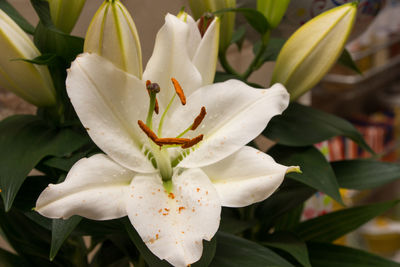 Close-up of day lily