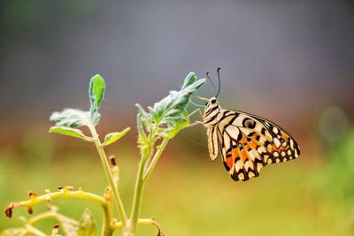 Close-up of butterfly pollinating flower